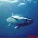 atum-vermelho