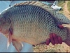 tilapia_0